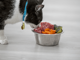 alimentation naturelle chat